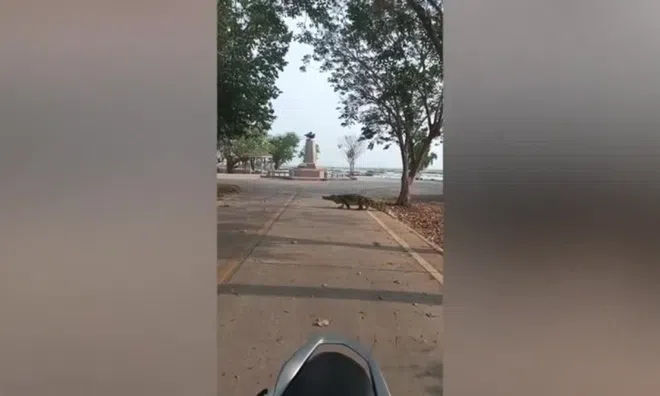 Clip: Cá sấu khổng lồ đi qua đường khiến nhiều người phải dừng lại