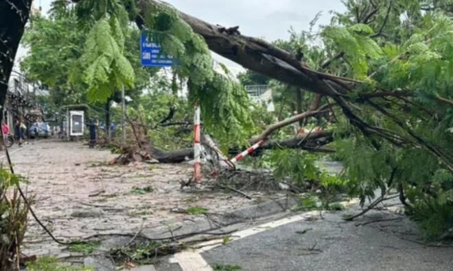 Hàng loạt cây xanh bị đổ gục trong bão: Chủ tịch Hà Nội chỉ đạo hoả tốc
