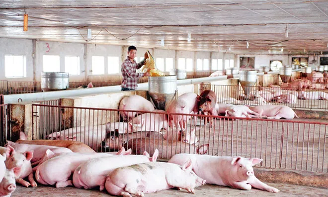 Giá heo hơi hôm nay 1/10: Tiếp tục tăng mạnh