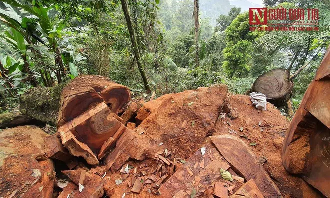 Tuyên Quang: Bất ngờ rừng nghiến nghìn tuổi bị “hạ gục” sát chốt kiểm lâm