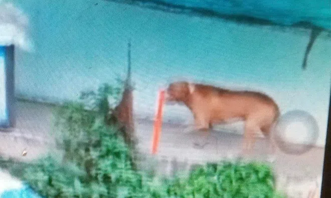 Bộ NN&PTNT chỉ đạo khẩn sau vụ chó Pitbull cắn chết người