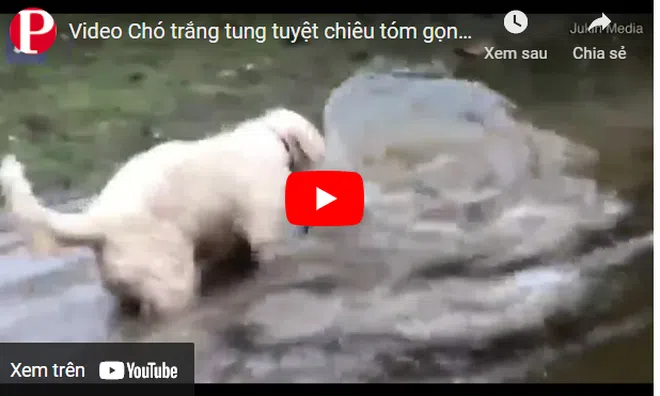Video: Chó trắng tung tuyệt chiêu tóm gọn cá trê trong nháy mắt
