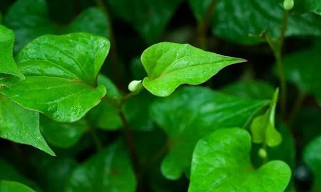 Điểm mặt 11 loại rau củ quen thuộc giúp giải nhiệt ngày nắng nóng: Loại đầu tiên đã bổ lại ngon