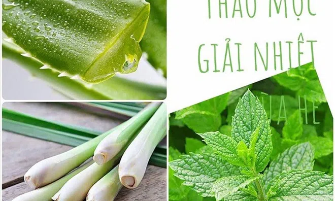 10 loại thảo mộc giúp bạn đánh bại cơn nóng