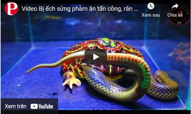 Video: Bị ếch sừng phàm ăn tấn công, rắn bồng chì ngay lập tức đáp trả