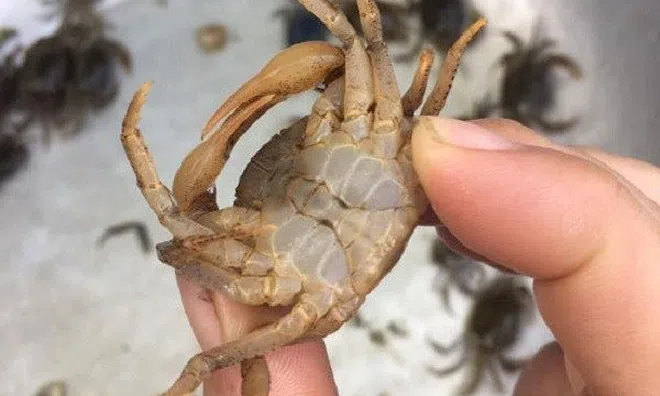 Mẹo hay chọn cua đồng nhiều thịt đẫm gạch đỏ, lựa con nào trúng con đó