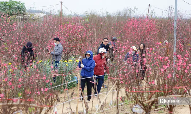 Hà Nội: Người dân chen chân mua đào những ngày cận Tết