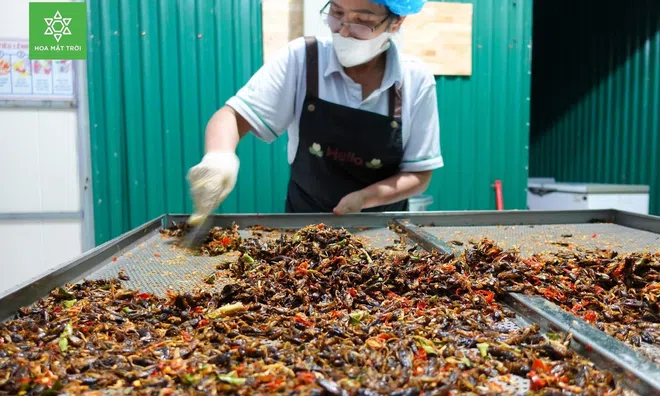 Bỏ công việc kỹ sư để nuôi dế, chàng trai thu nhập 250 triệu một tháng