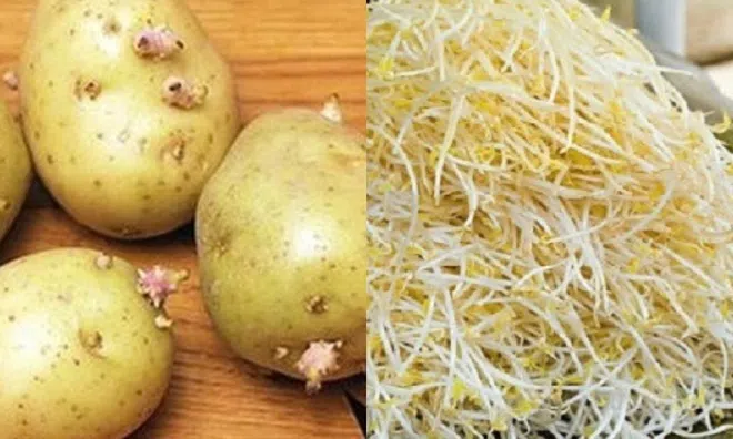 3 loại rau bán đầy chợ, đừng ham rẻ mà mua vì có thể hại như 'thuốc độc'