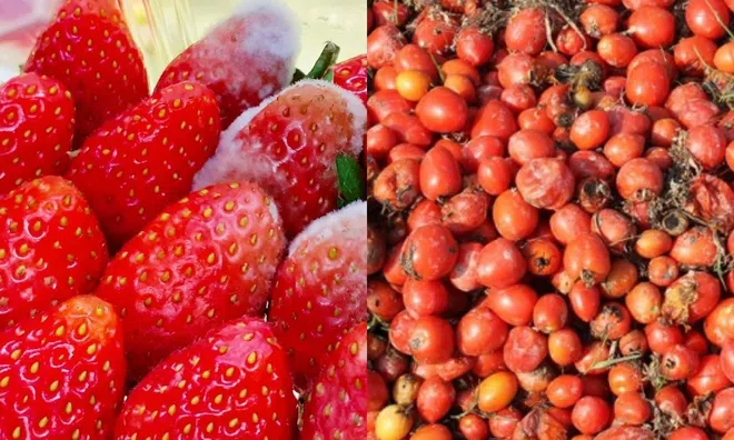 2 loại quả đang vào mùa bán đầy chợ có cho cũng đừng lấy vì chẳng khác nào thuốc độc