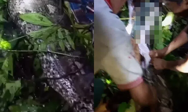 Clip: Khoảnh khắc người đàn ông được lấy ra từ bụng con trăn sau khi bị nuốt chửng