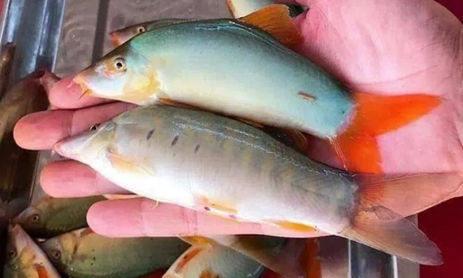Mỗi mùa nước nổi lại "lên ngôi": Loài cá giá tới 800.000 đồng/kg, có tiền chưa chắc mua được