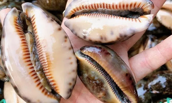 Loài ốc mang tên 'nhạy cảm' bậc nhất Việt Nam: Xưa rẻ như cho nay thành món khoái khẩu giá 150.000 đồng/kg, dân sành ăn săn lùng