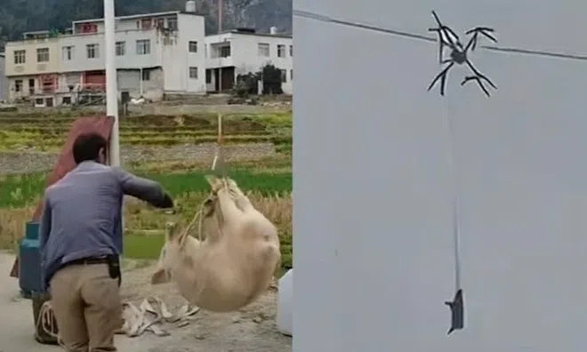 Dùng drone chở lợn xuống núi, một nông dân khiến cả làng mất điện 10 tiếng: Cái giá đắt cho “sáng kiến” liều lĩnh