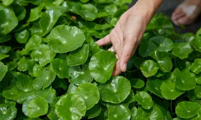 Mọc ven bờ ruộng, bị xem như cỏ dại – ai ngờ lại là “bảo bối” âm thầm giữ sức khỏe cho cả nhà