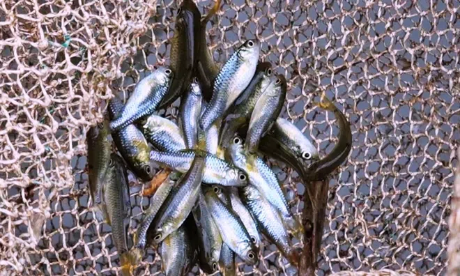 Từ món cá mùa lũ của "nhà nghèo" đến đặc sản giá 400.000 đồng/kg: Chuyện về “đàn cá nhỏ bằng đầu đũa” được người thành phố săn lùng