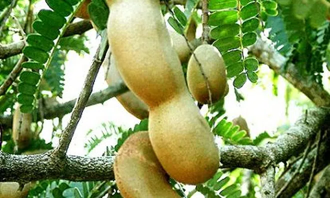 Ít ai ngờ loại quả chua quen thuộc người Việt ăn từ nhỏ lại bổ đủ đường: Tốt cho gan, ổn định đường huyết