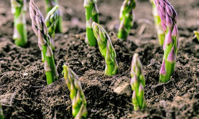 Một loại rau bán đầy chợ Việt được xếp vào nhóm “sạch nhất”, giàu dưỡng chất đáng kinh ngạc