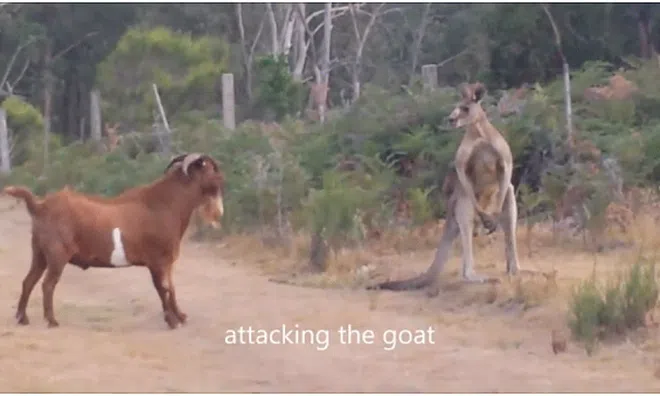 Clip: Bị dê cà khịa, kangaroo nổi điên lao vào đấm liên tiếp kẻ láu cá