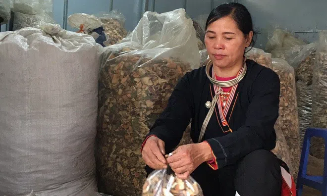 Bài thuốc quý dân tộc Dao chữa khỏi bệnh đau nhức xương khớp