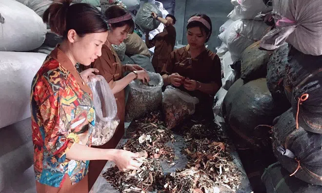 Bài thuốc đông y gia truyền chữa thành công cho hàng ngàn cặp vô sinh hiếm muộn
