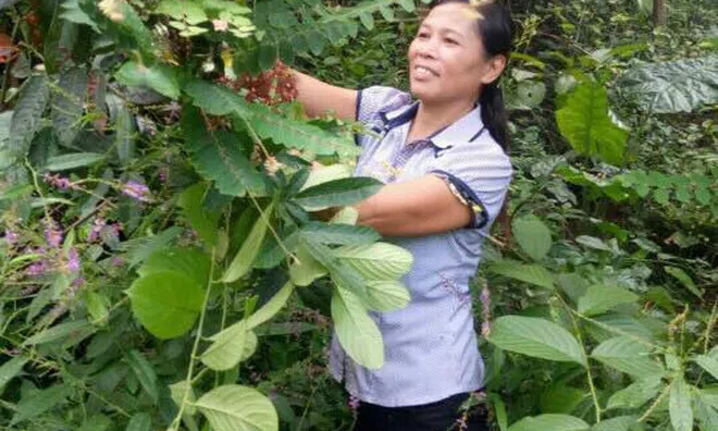 Cứu bản thân khỏi chứng đau nhức xương khớp tại nhà bằng bài thuốc quý