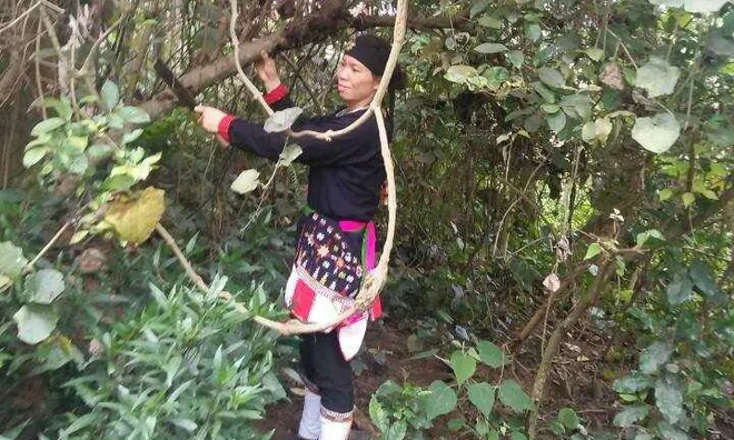 Kỳ 7: Người đàn ông bị “bác sĩ chỉ định mổ thay khớp háng” thoát kiếp nạn nhờ thảo dược núi Tản