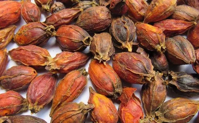 Quả dành dành là quả gì? Quả dành dành có tác dụng thế nào?