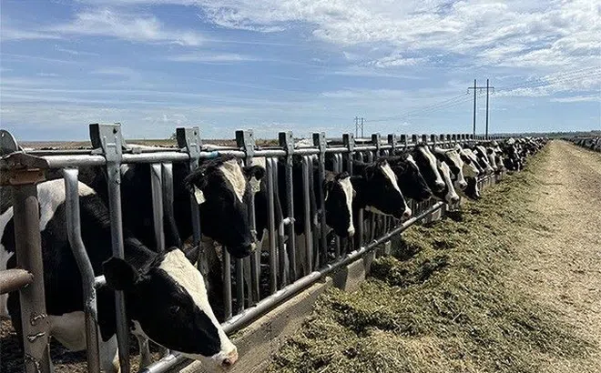 Đàn bò sữa 1000 con được Vinamilk nhập khẩu cho trang trại tại Lào