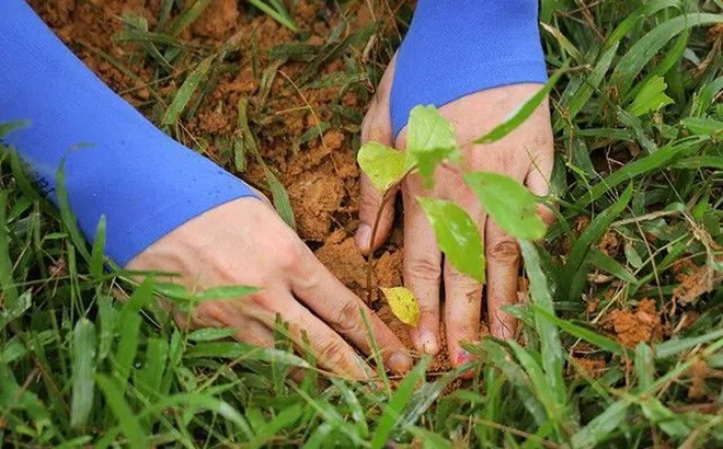 Ravi tổ chức phong trào hưởng ứng đề án “Trồng 1 tỷ cây xanh"