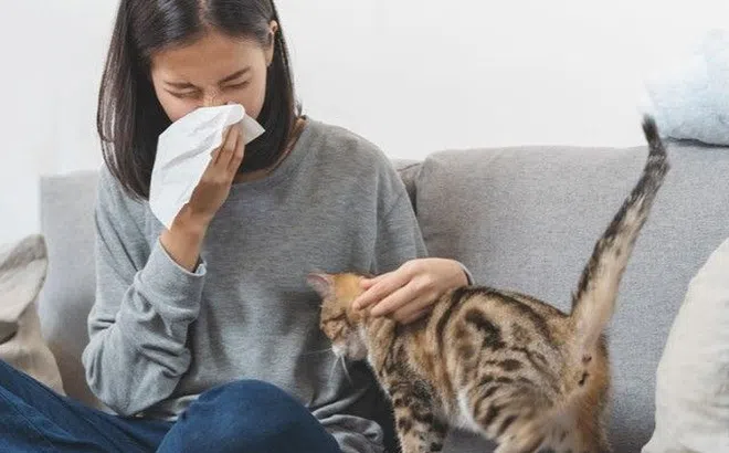 Cách phòng ngừa viêm mũi dị ứng cho người hay tiếp xúc chó mèo