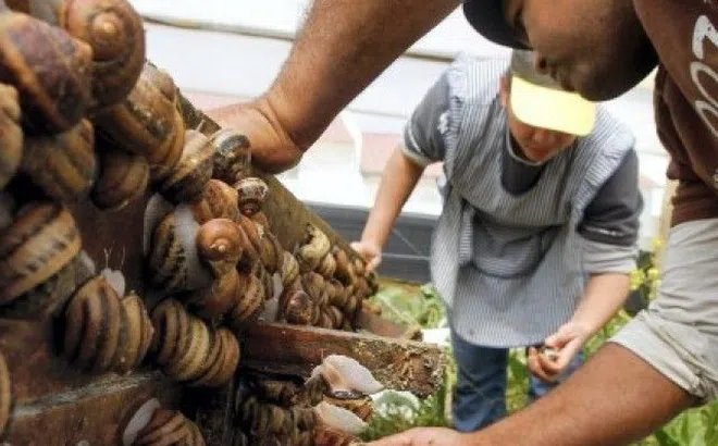 Nông trại nuôi ốc sên làm mỹ phẩm tại Italy