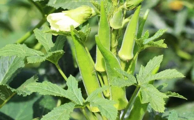 Loại rau nhiều người cố ăn để tốt cho xương khớp, bác sĩ tiết lộ chăm dùng quá coi chừng sỏi thận