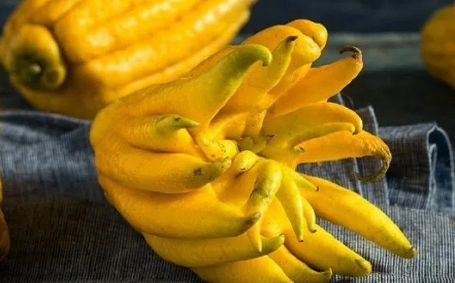 Phật thủ thắp hương xong nhiều nhà vứt bỏ, vậy loại quả này ăn thế nào để vừa bổ, vừa làm thuốc?