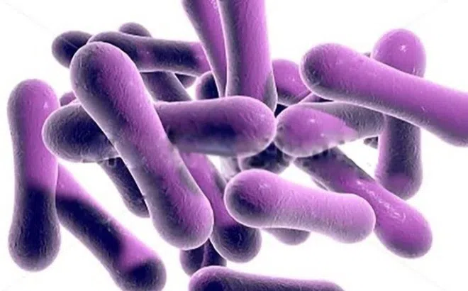 Bạch hầu có bùng phát như COVID-19 và mọi người đều nên tiêm phòng? Đây là giải đáp bất ngờ từ bác sĩ