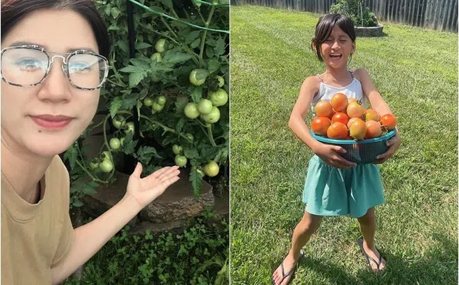 Con gái Trang Trần thu hoạch cà chua "đã đời" ở Mỹ, nữ người mẫu cho biết tốn hơn 7 triệu tiền nước