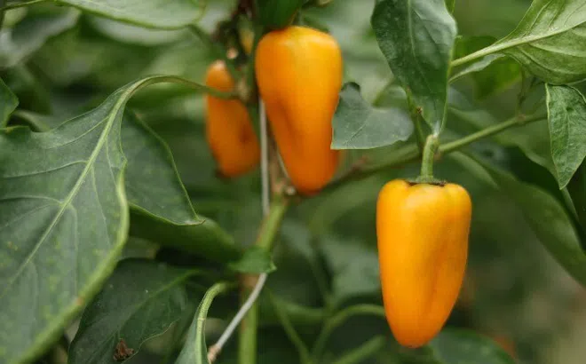 Snack rau củ WinEco tạo bước đột phá mới trong xu hướng ăn uống lành mạnh