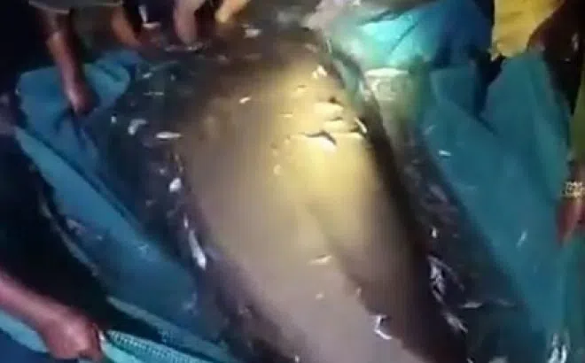 Ngư dân bắt thành công cá khổng lồ nặng 800kg, dài 2.5m trên biển