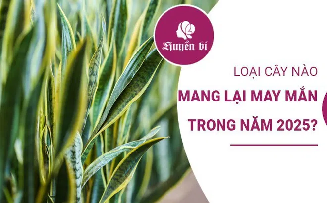 Ý nghĩa cây cảnh phong thủy: Loại cây nào mang lại may mắn trong năm 2025?