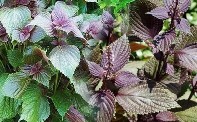 Thực hư việc uống nước tía tô giúp giảm tác dụng phụ vắc xin Covid-19