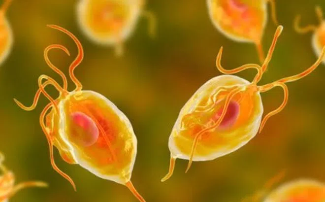 6 dấu hiệu nhiễm ký sinh trùng ở người