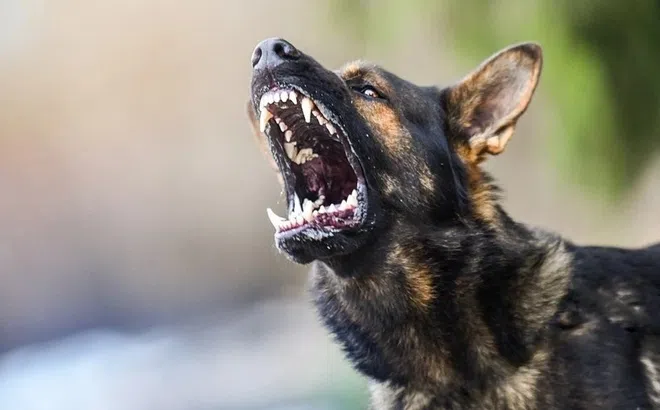 Tin tức Đời sống 21/2: Sai lầm tai hại gây ra nhiều vụ thương vong do chó cắn