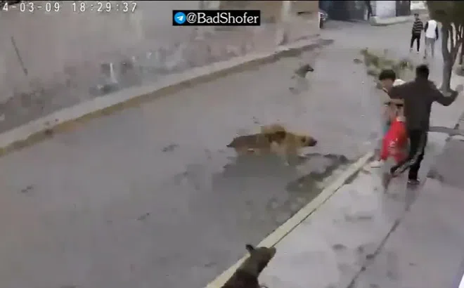 Clip: Hai thanh niên bị bầy chó dữ tấn công