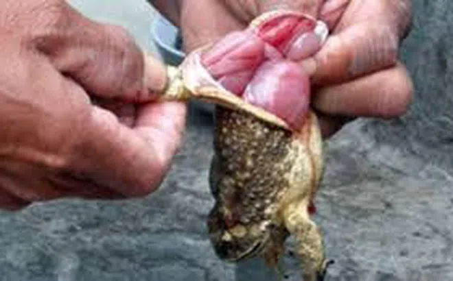 Ăn thịt cóc, hai anh em ruột ở Đắk Lắk thương vong