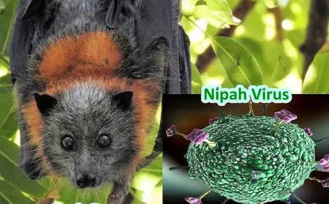 Bộ Ngoại giao thông tin về tình hình dịch bệnh do virus Nipah tại Việt Nam