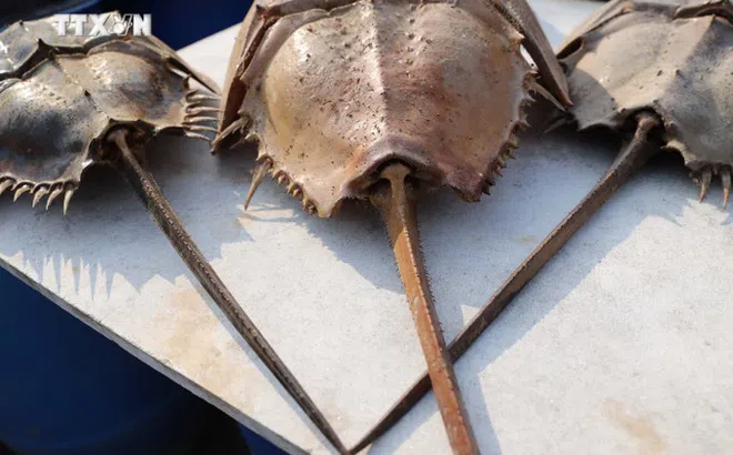 Ăn ốc, sam nướng tại quán, 3 người nhập viện nghi ngộ độc