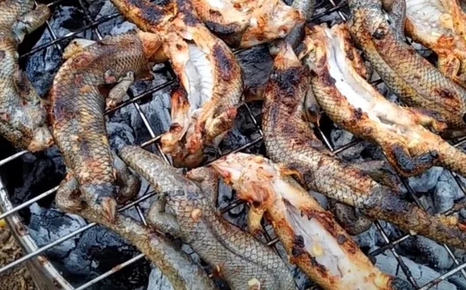 Loài bò sát chạy đầy vườn ở miền Tây, nhìn “ớn” nhưng lại là đặc sản nhiều người mê