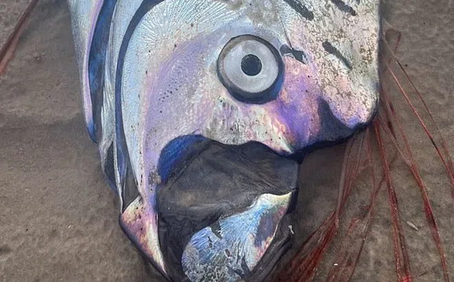 “Cá tận thế” dài hơn 9m bất ngờ dạt vào bờ biển Mexico, du khách hoảng hốt