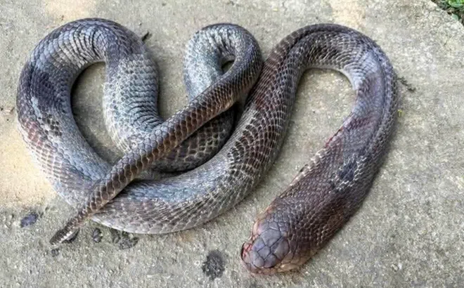 Bị rắn hổ mang cắn, cụ ông 79 tuổi vẫn bình thản kẹp con rắn dài 2m đi giữa đường