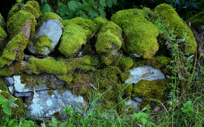 Thứ mọc ở nơi ẩm thấp, cũ kỹ mọi người bỏ đi, hóa ra lại trở thành “vàng” trên bàn ăn của người Tây Bắc